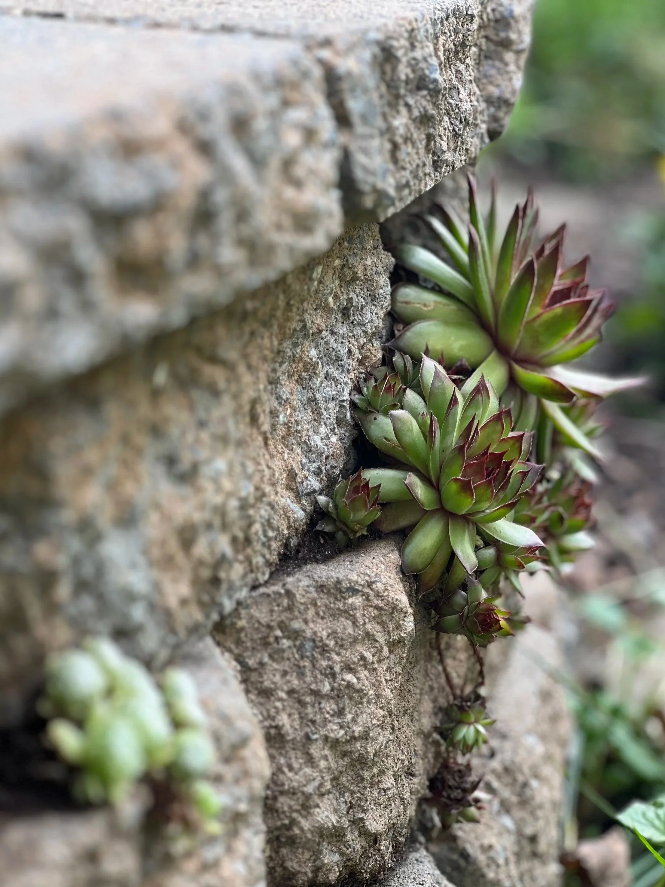 Succulent plants growing in the crevice of a textured stone wall.