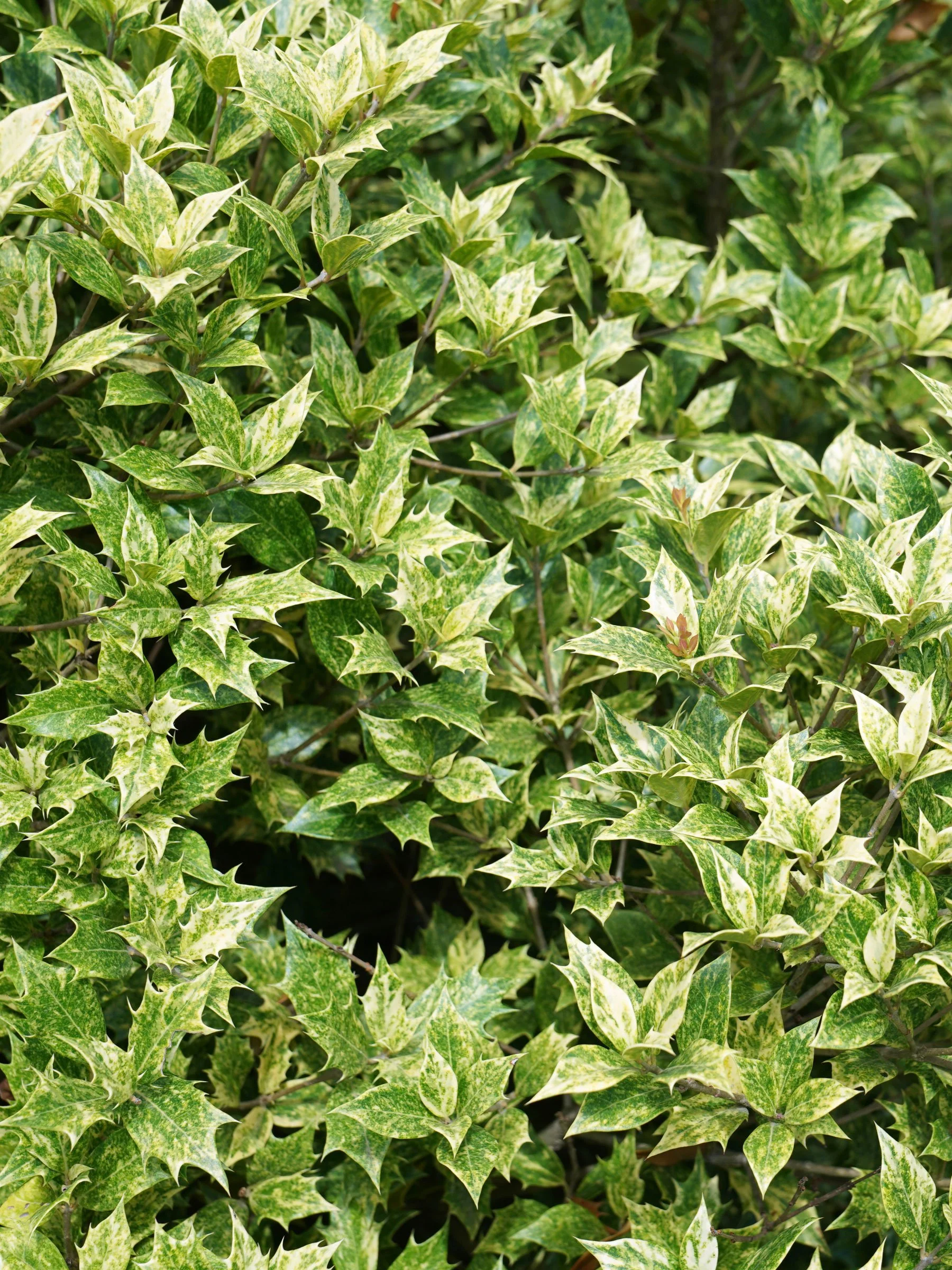 Osmanthus-Goshiki2-sm.jpg