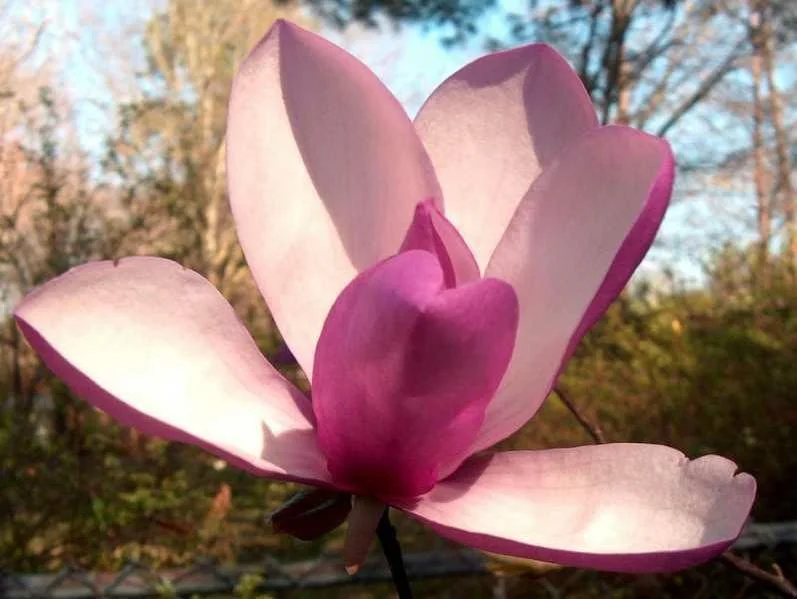 Jane magnolia flower.jpg