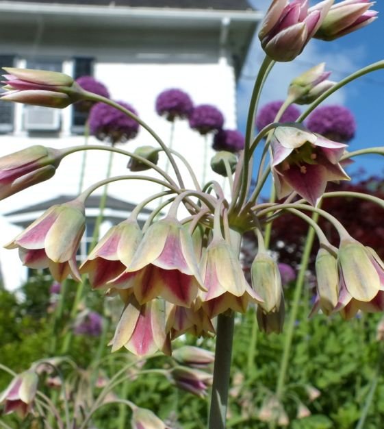 Sicilian Honey Lily (Ornamental Onion - Allium)