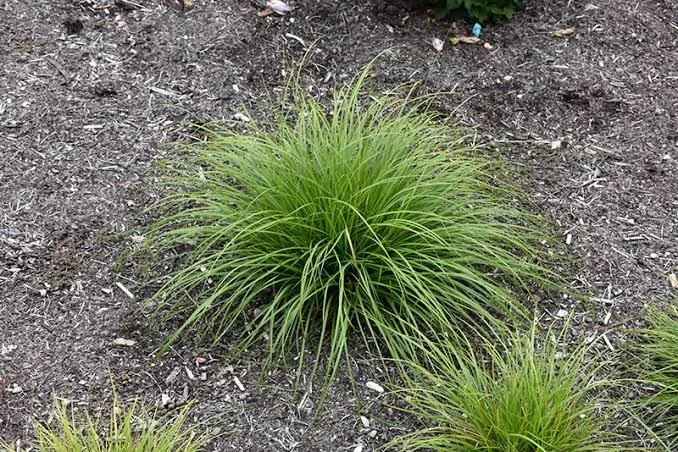 new penn sedge.jpg