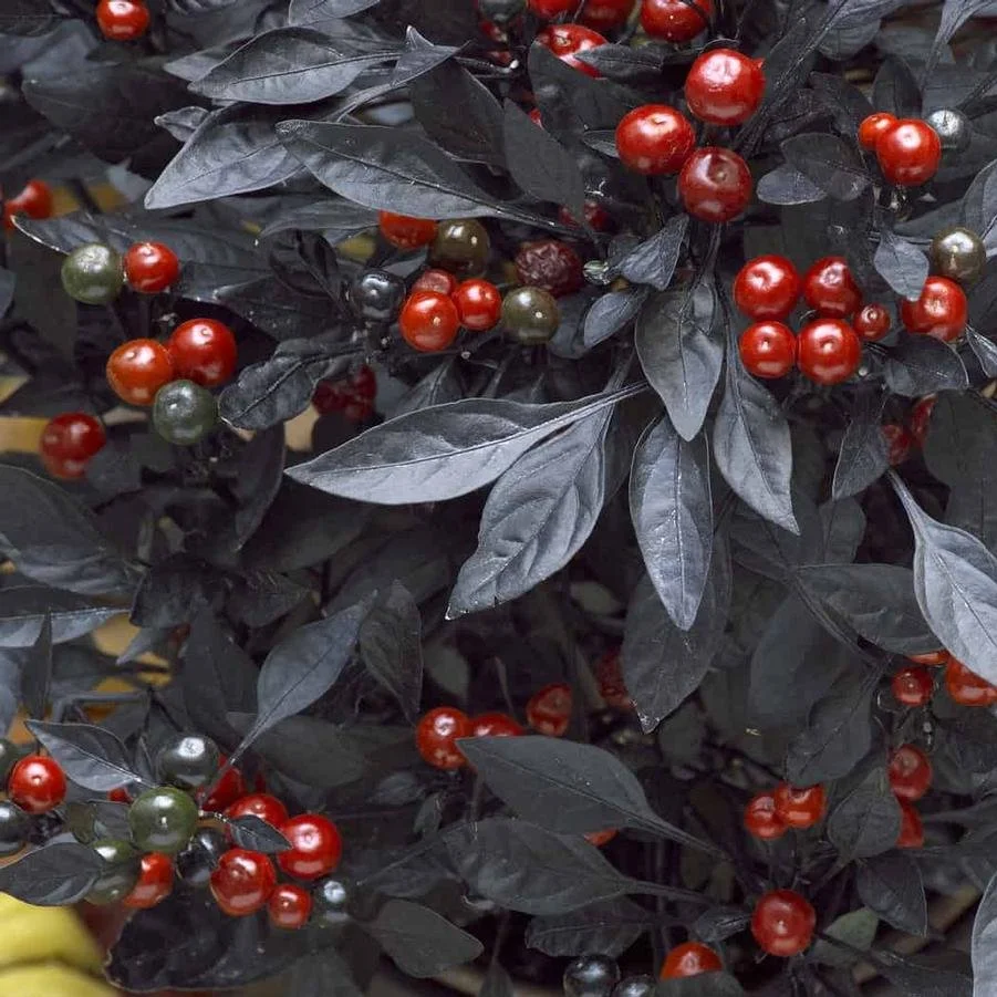 capsicum annuum 'Onyx'.jpg