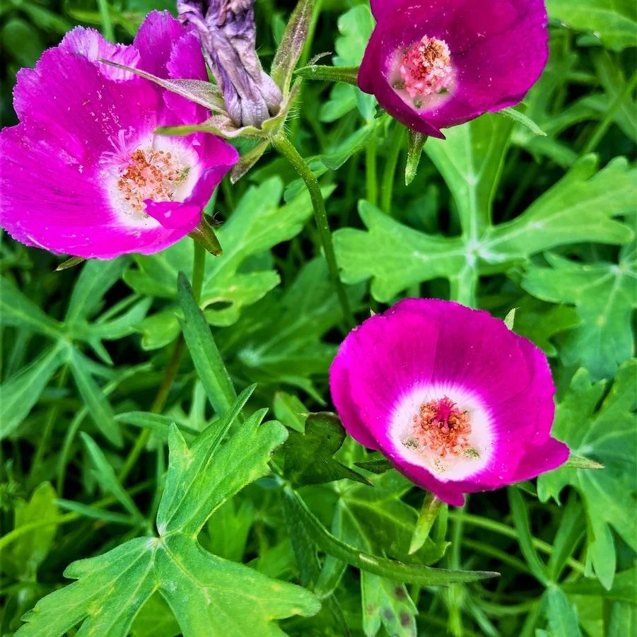 callirhoe involucrata.jpg