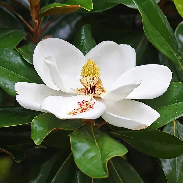 Little_Gem_Southern_Magnolia_2-copy-600x600.jpg