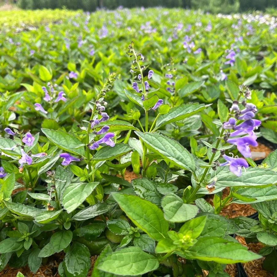 Skullcap scutellaria 'appalachian blues.jpg