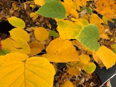 hamamelis winter champagne.jpgfall leaves.jpg