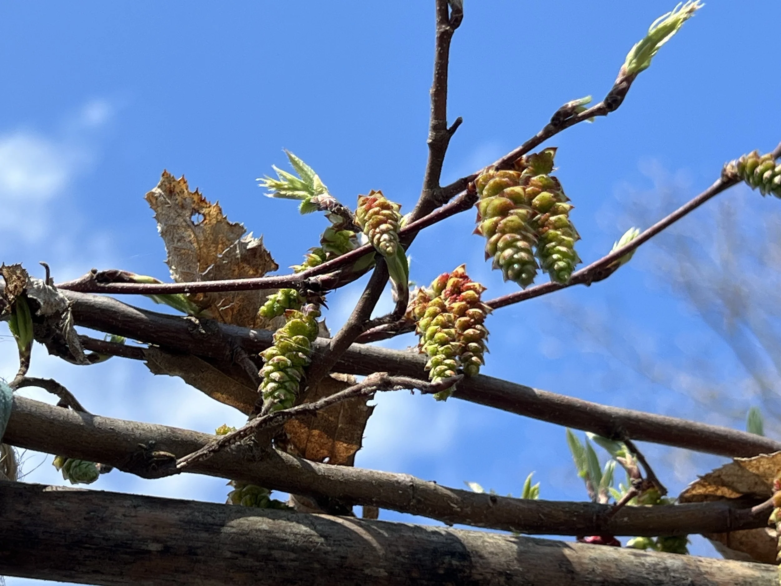 Delicate catkins emerge on the American Hornbeam as it starts to leaf out in the spring.