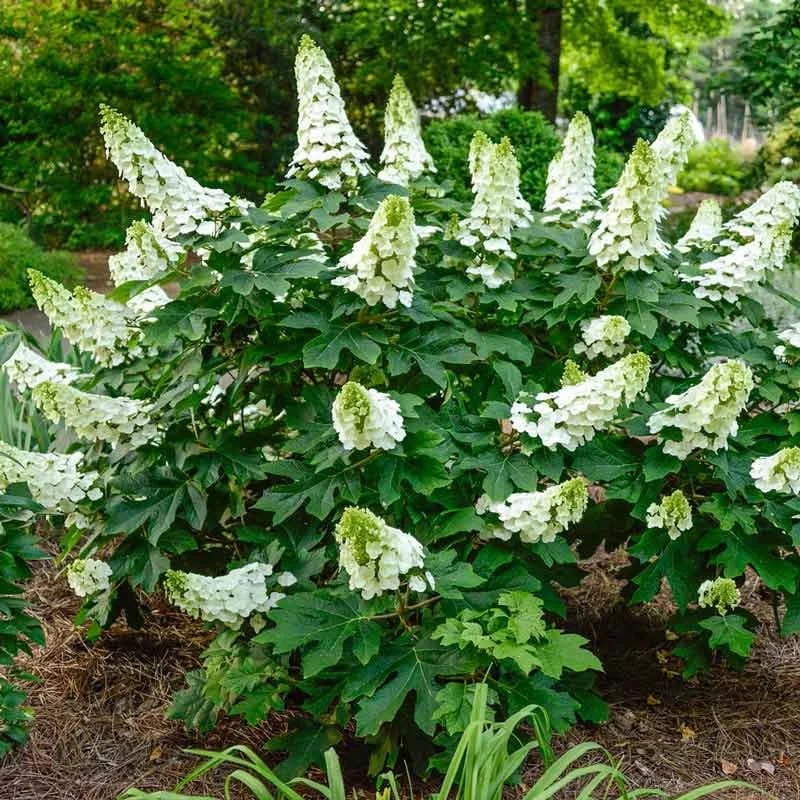 hydrangea rubyslippers.jpg