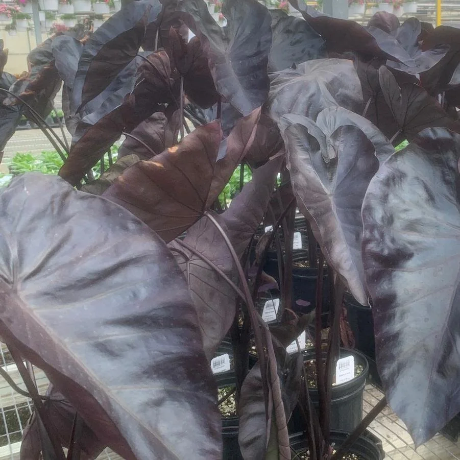 Black Coral Elephant Ear