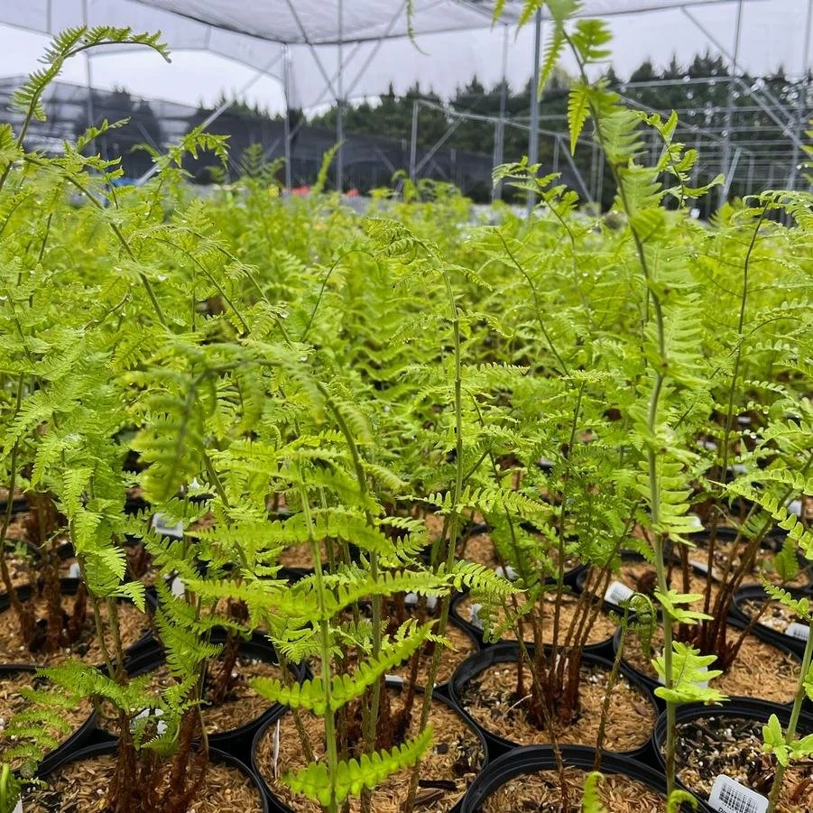 eastern wood fern Dryopteris marginalis.jpg