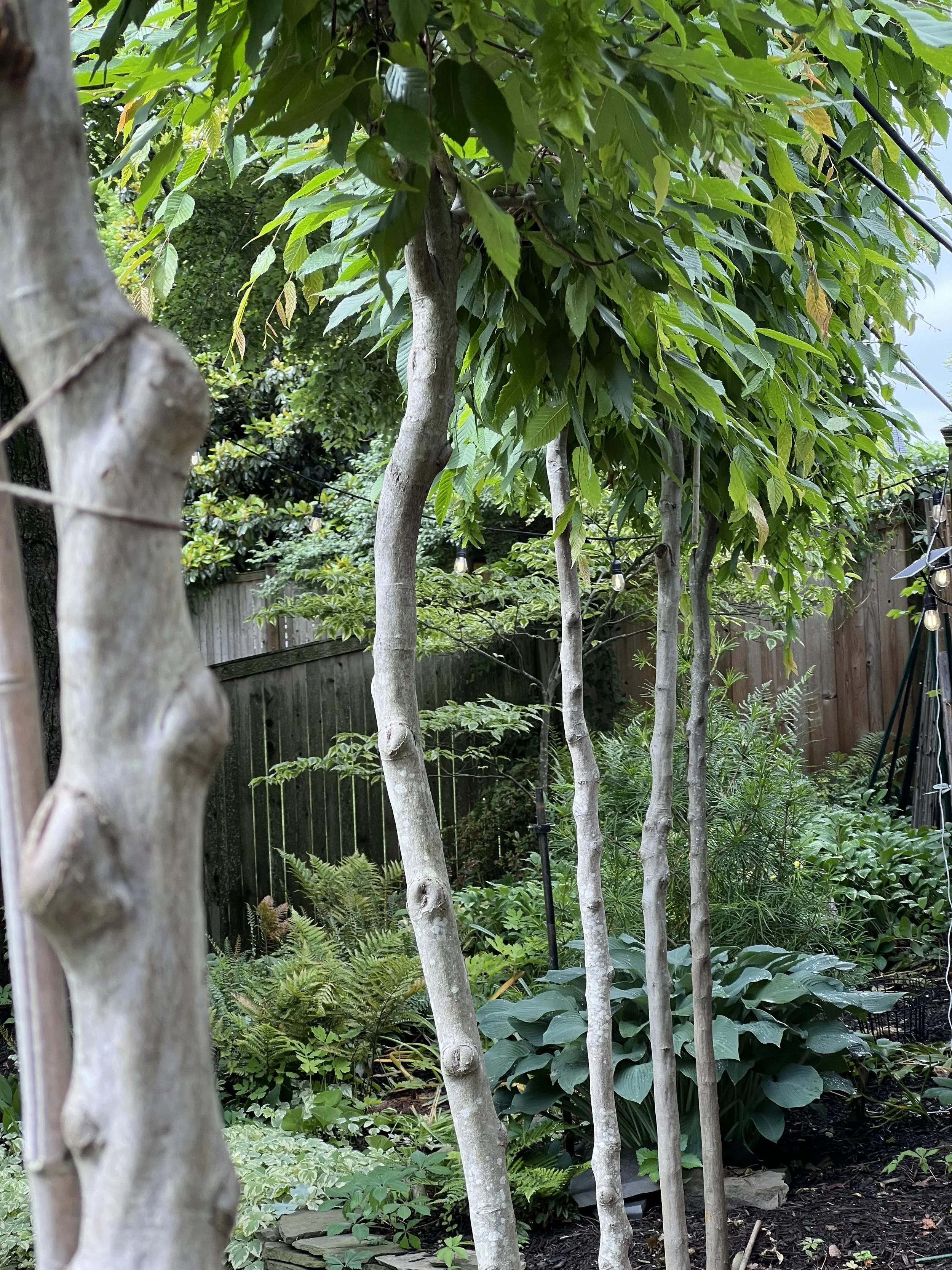 2025 - Many branches have been trimmed to facilitate the height of the pleaching.  These cuts will become less visible over time.