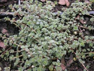 Thymus pseudolanuginosus.jpg2.jpg