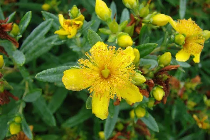 cobalt and gold hypericum.jpg