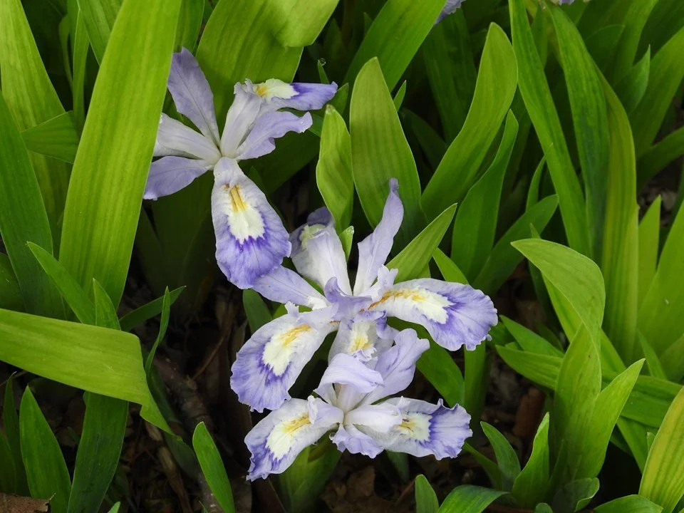 iris dwarf crested.jpg
