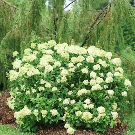 Little Lime hydrangea.jpg