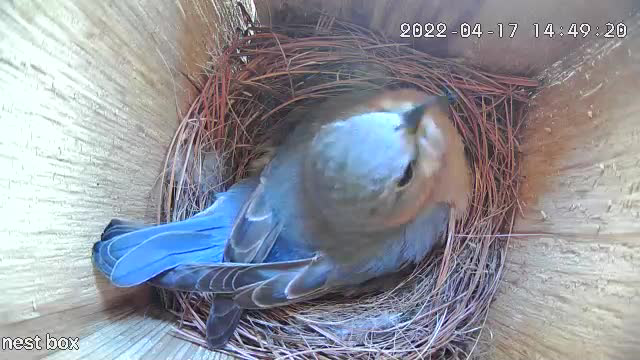 Day 6 - done laying - now she will sit on her nest for a couple of weeks. 