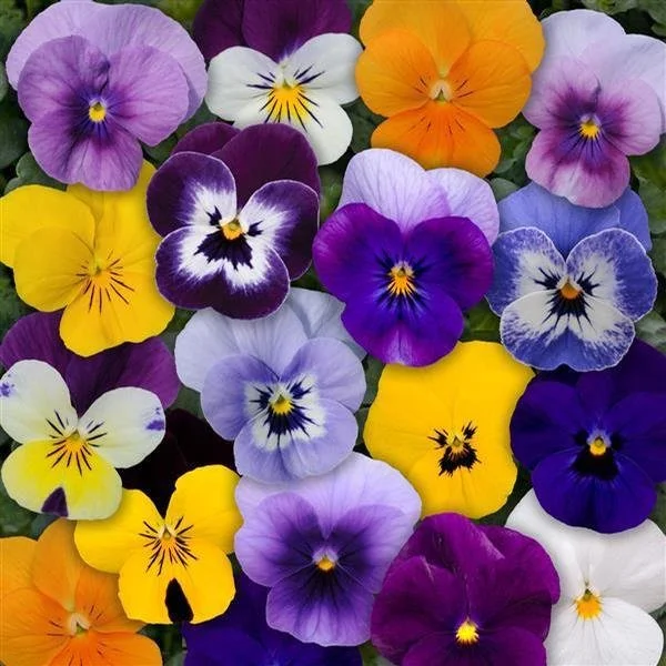Viola Sorbet 'Mix XP'.jpg