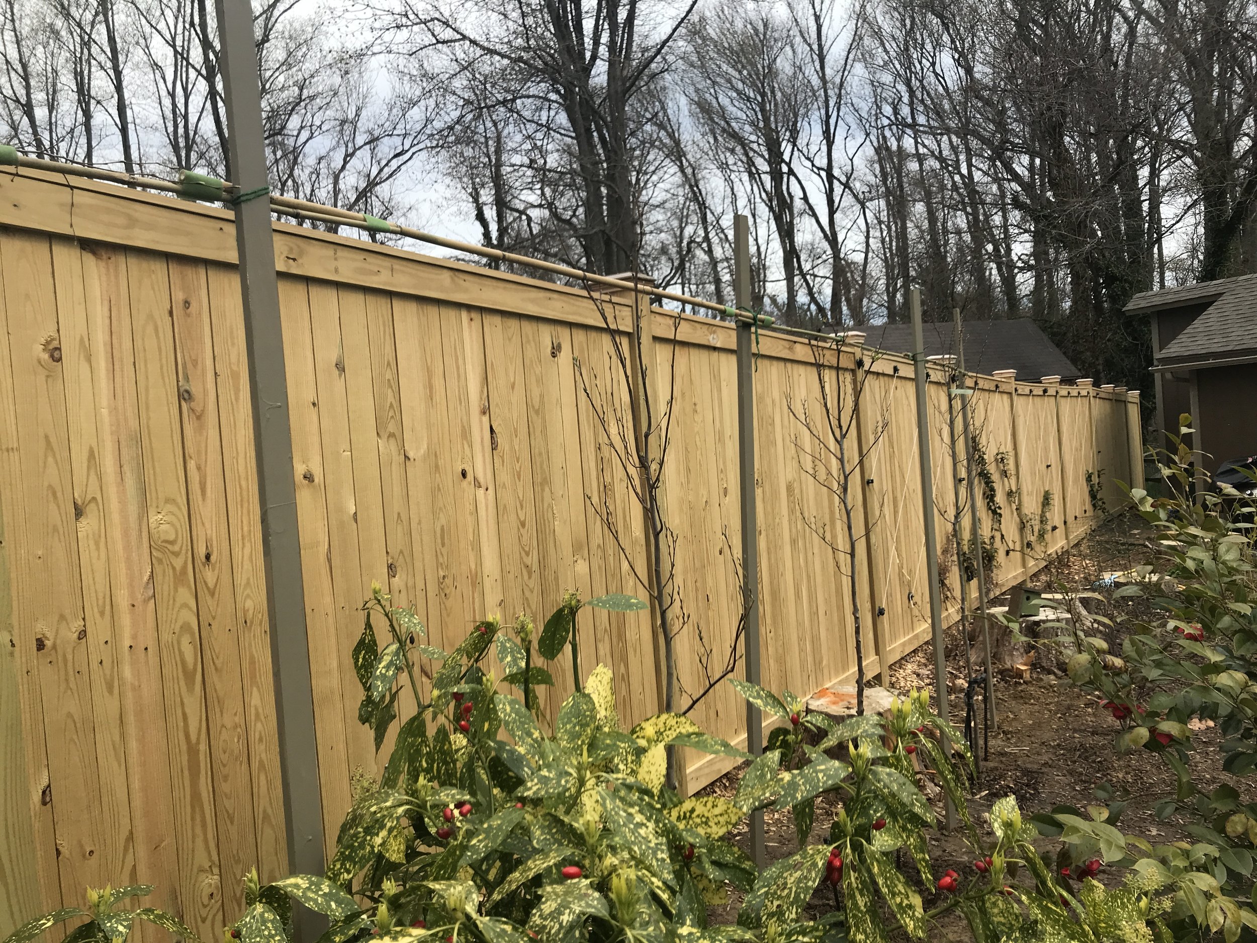 In 2020, I purchased 5 American Hornbeam trees from Homestead Gardens.  They branched low and didn't even reach the first support.