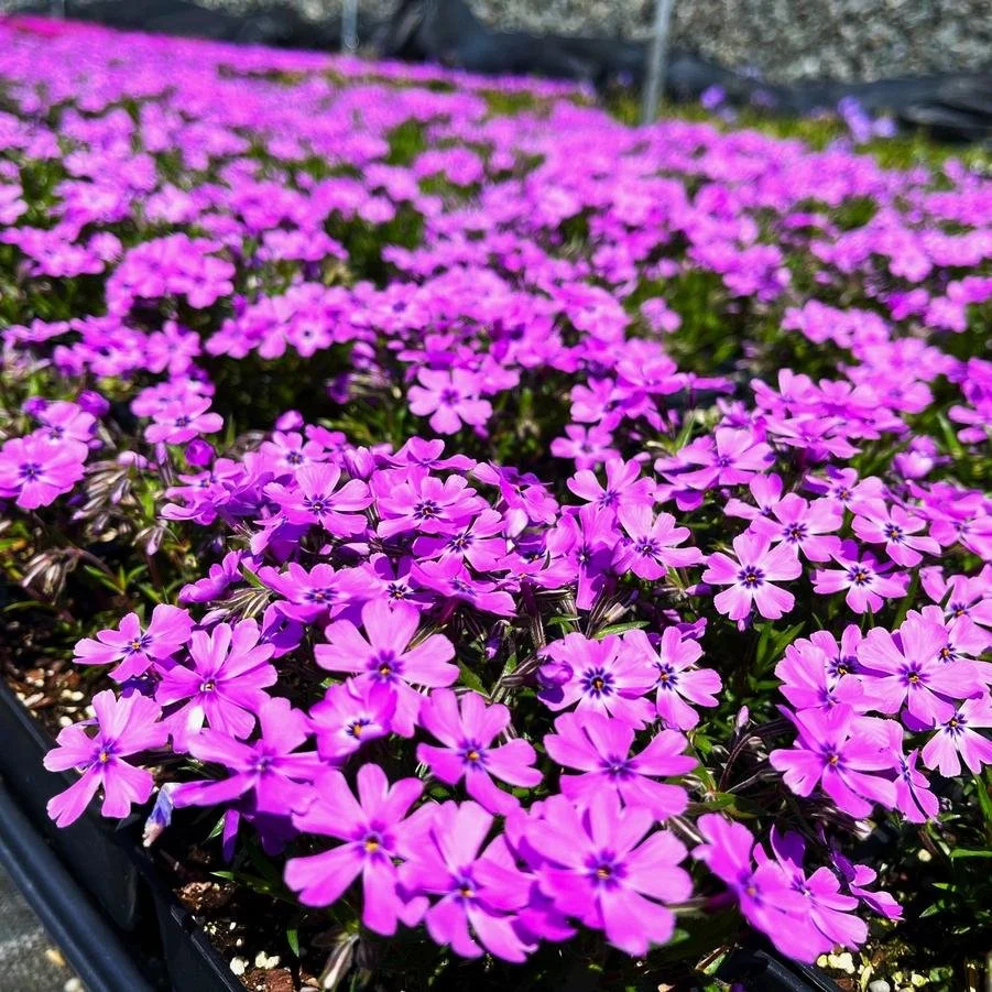 Phlox sub. 'purple beauty'.jpg