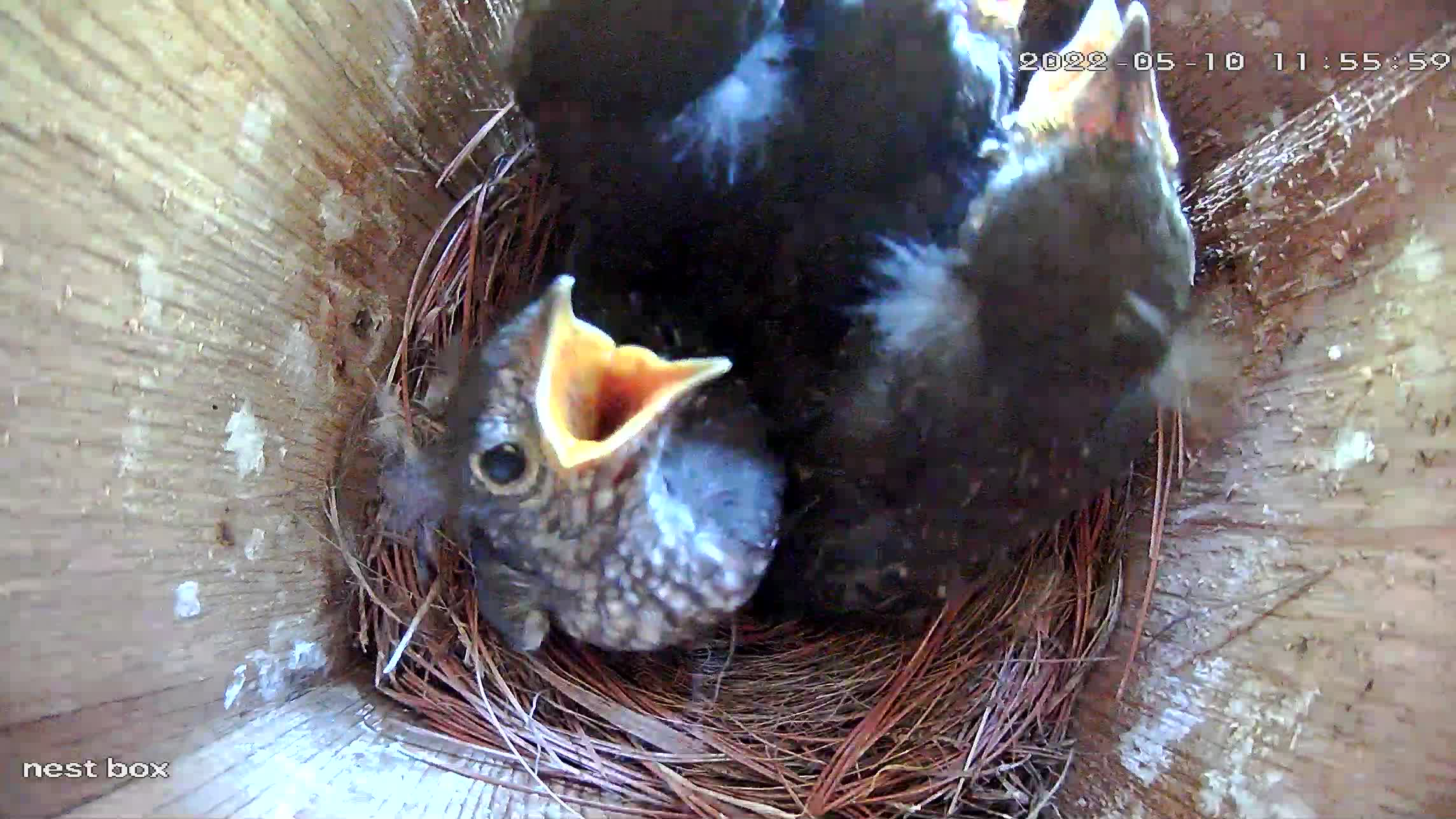 Feeling like today is a good day to fledge.