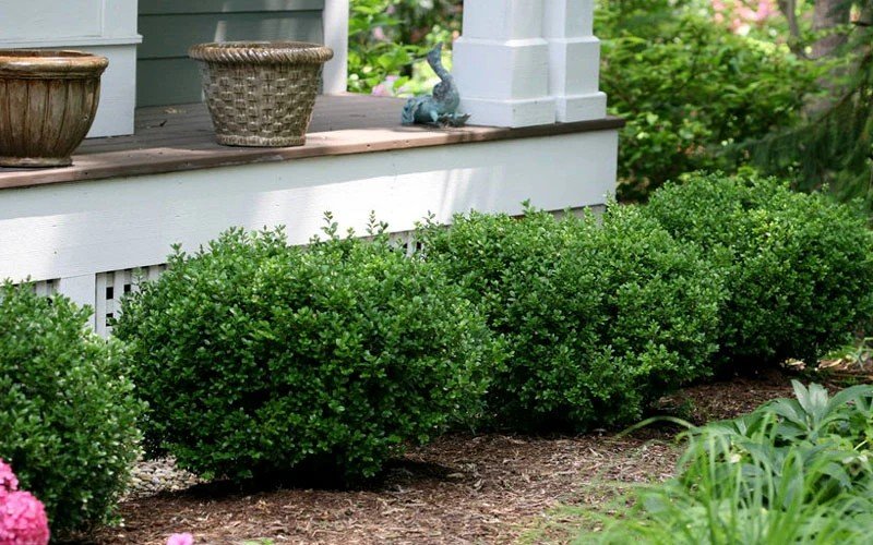 littlemissyboxwoodgarden_1600x.jpg