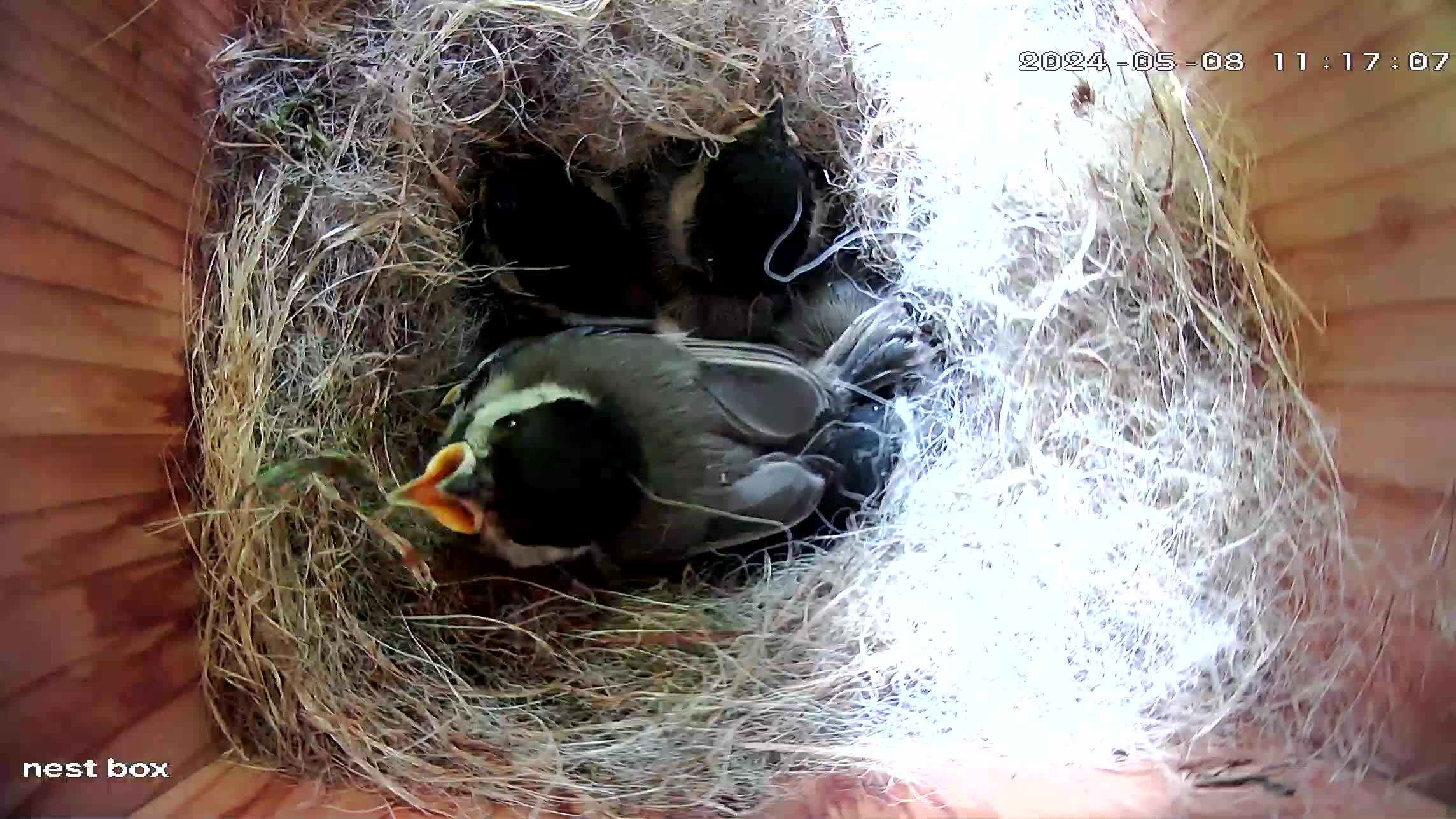 I safely relocate the snake but the chicks are disturbed and all leave the nest box - scattering themselves all over the lawn.