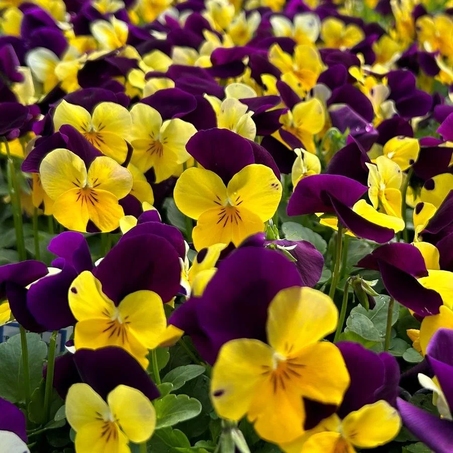 Viola Penny 'Yellow Jump-up'.jpg