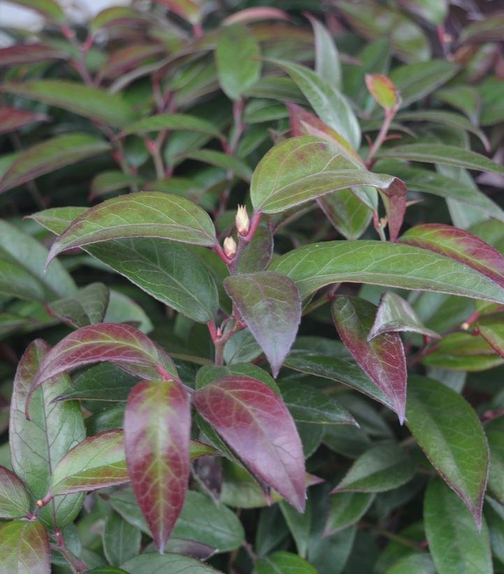 Leucothoe (or Doghobble) is an East Coast native that replaced the tired Abelia.  The common name of "Doghobble" refers to hunters' dogs getting tangled up in it's branches.