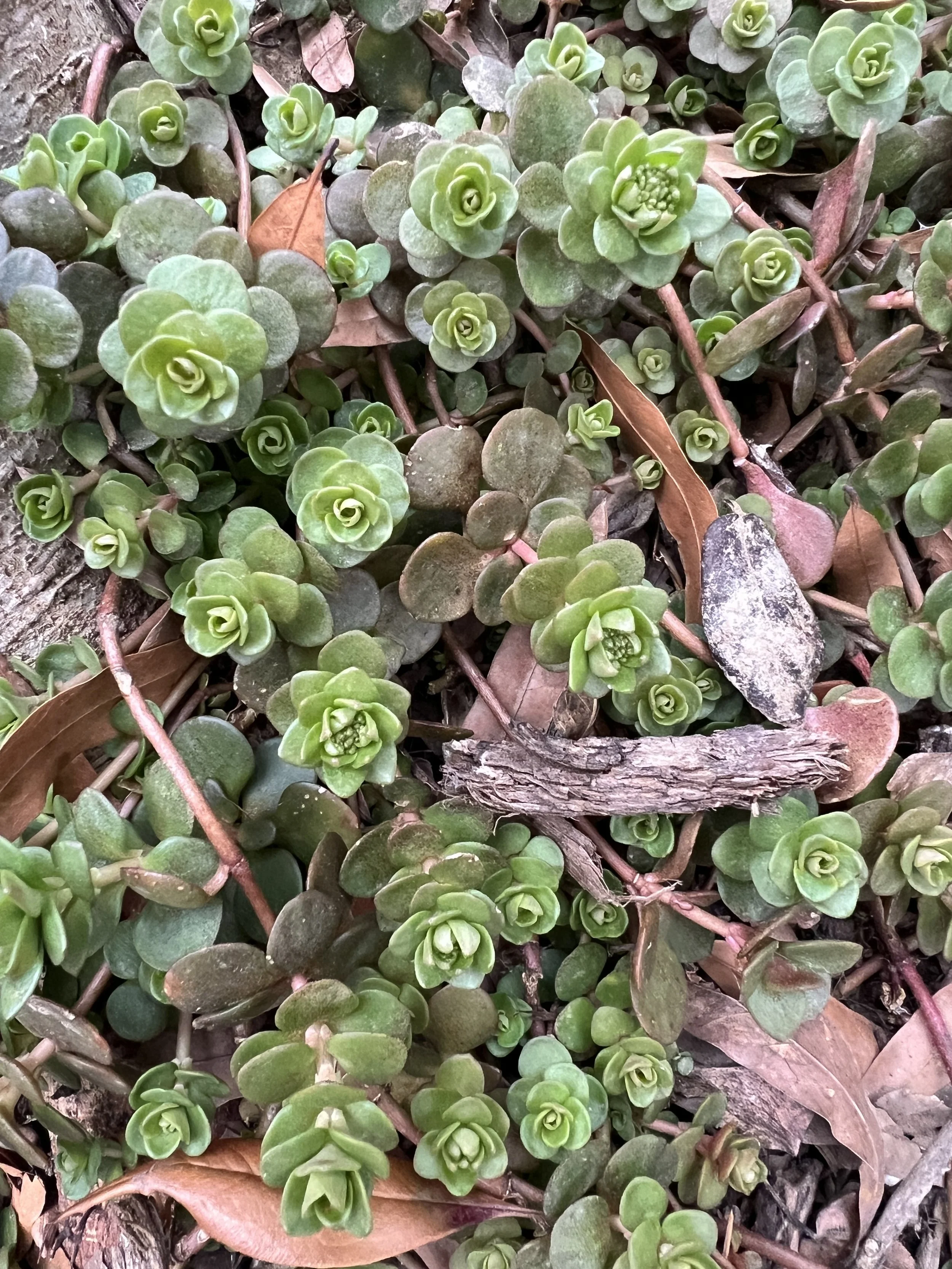 Sedum ternatum (Native woodland stonecrop)