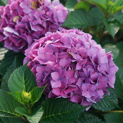 hydrangea-macrophylla-lets-dance-lovable-1.jpg