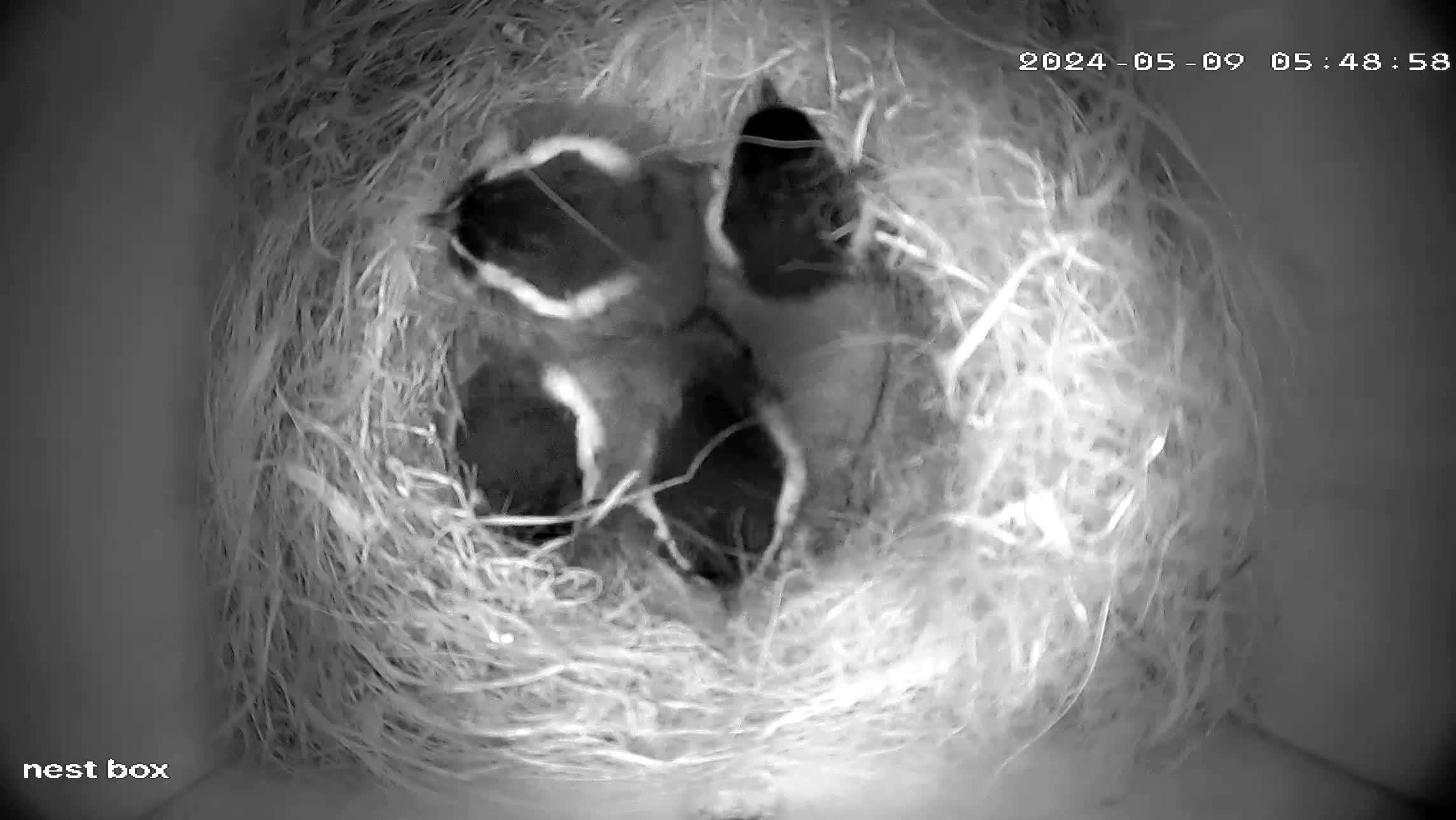 Night vision.  Soon after I left the parents resumed feeding.  These chicks stayed in the nest and fledged two days later. 
