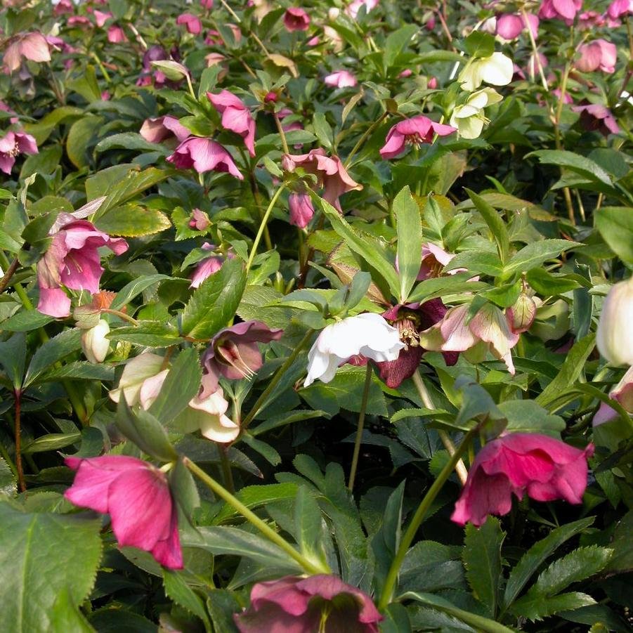 Helleborus pine knot select.jpg2.jpg