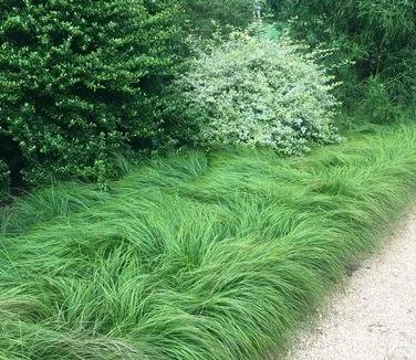 carex pensylvanica.jpg