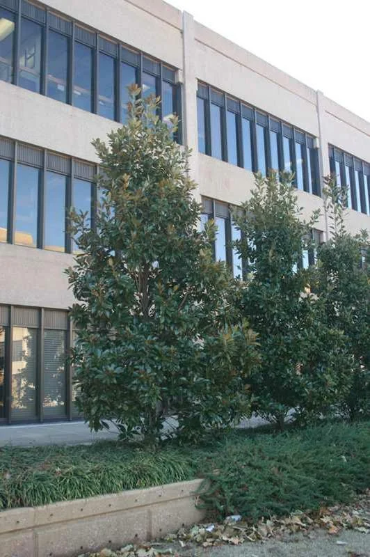 little gem magnolia.jpg