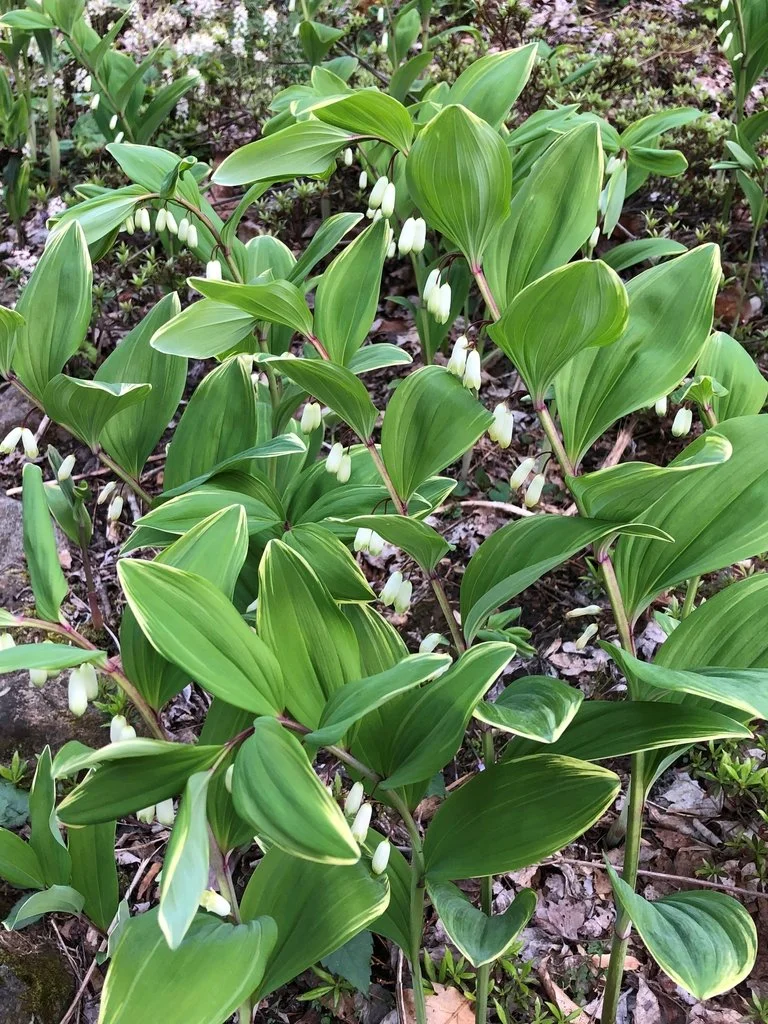 Polygonatum-falcatum_kHsGoSsXd1bc.jfif