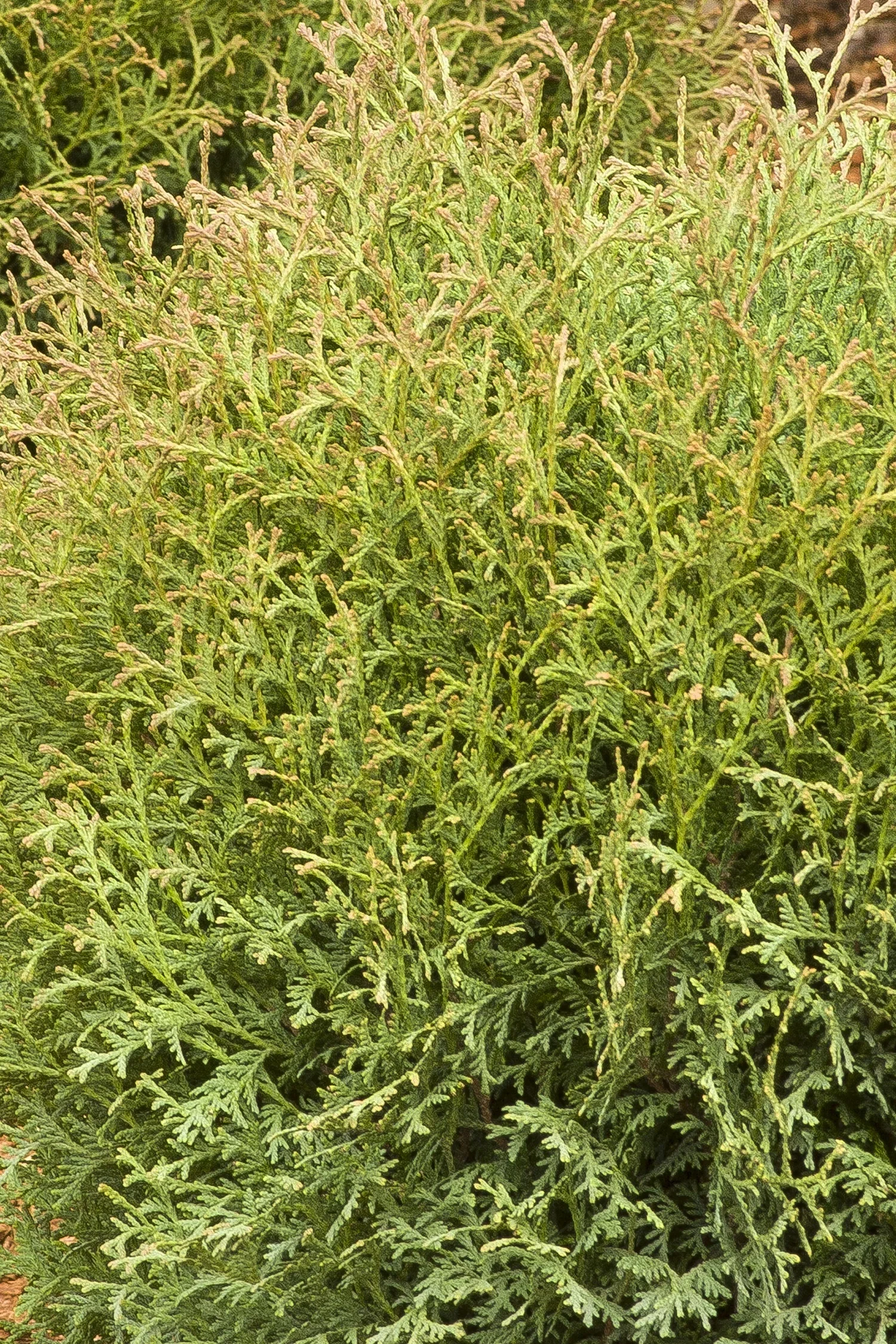 Hertz mini arborvitae.webp2.webp