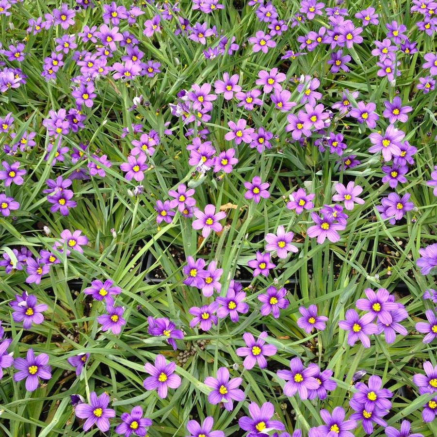 blue eyed grass.jpg