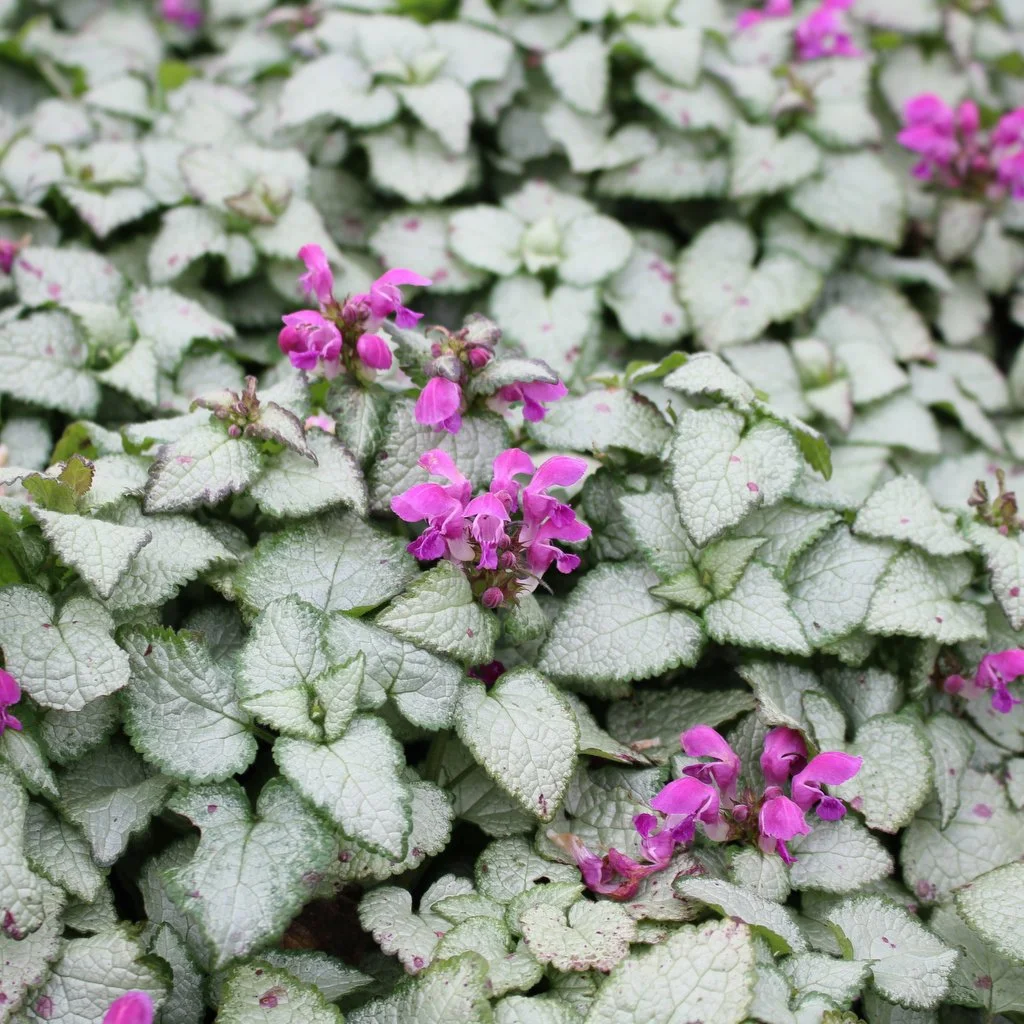 Lamium-maculatum-Beacon-Silver.jpg