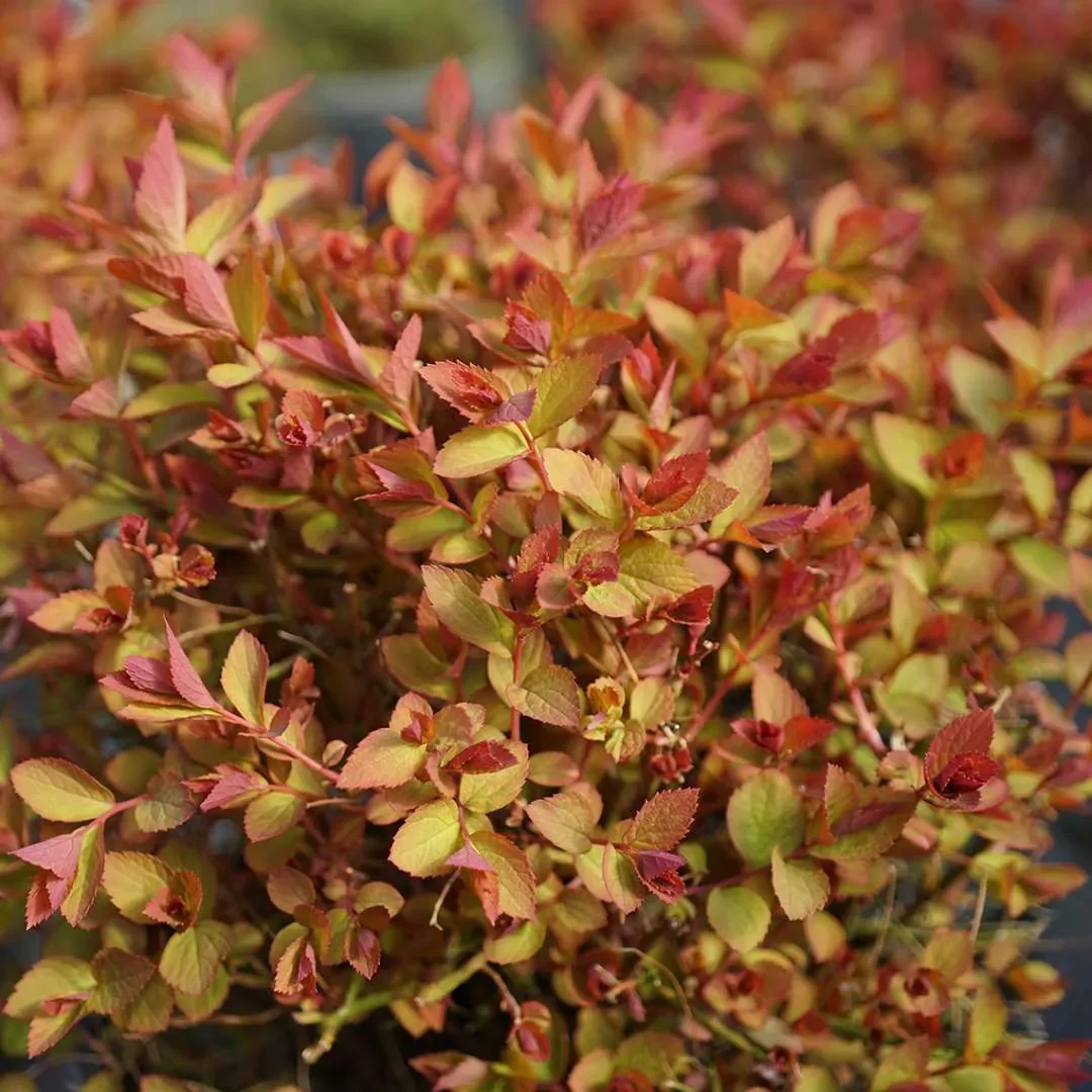 Spiraea-Double-Play-Doozie-4_1080_1080_60.webp