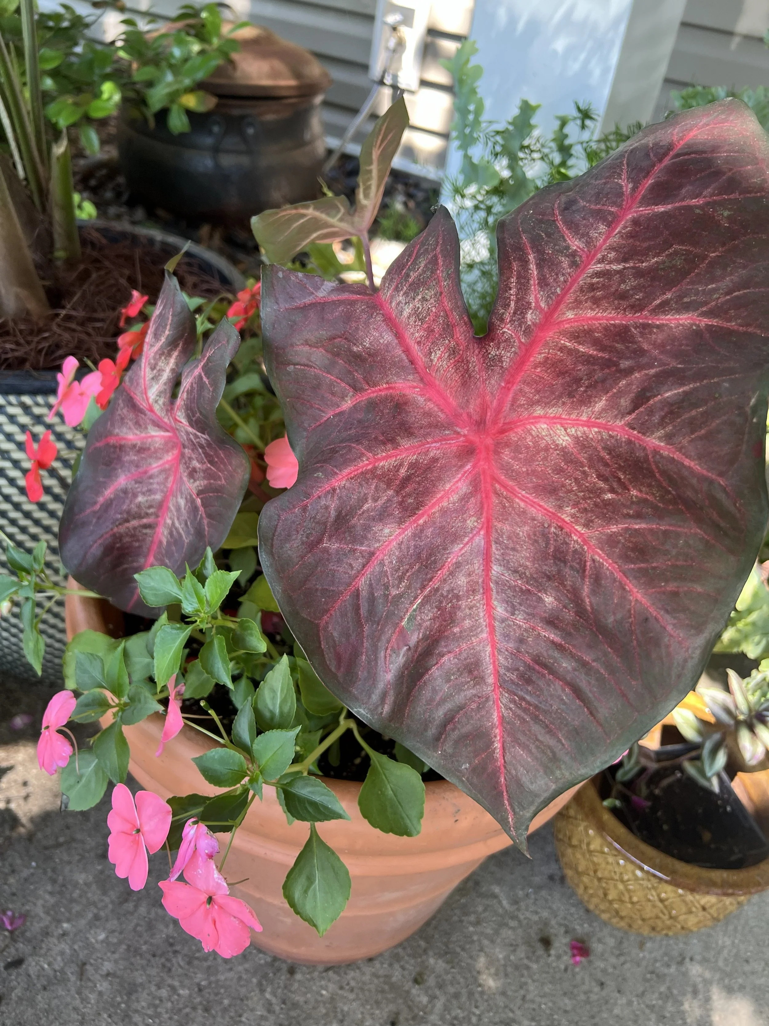 Caladium 'Berries and Burgandy'