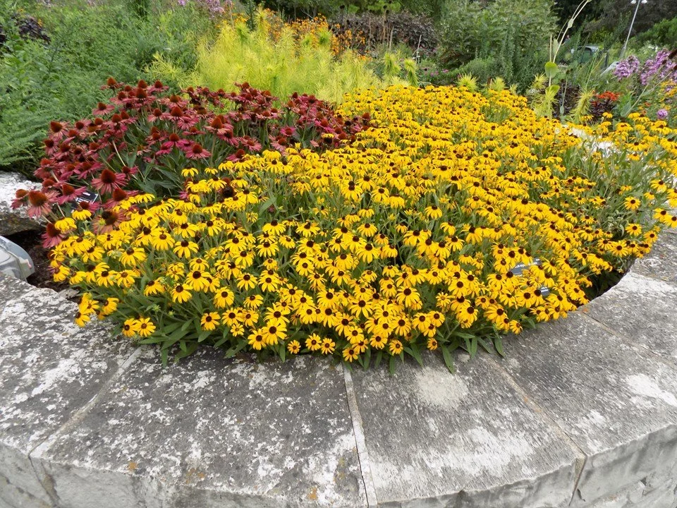 Rudbeckia american gold rush.jpg2.jpg