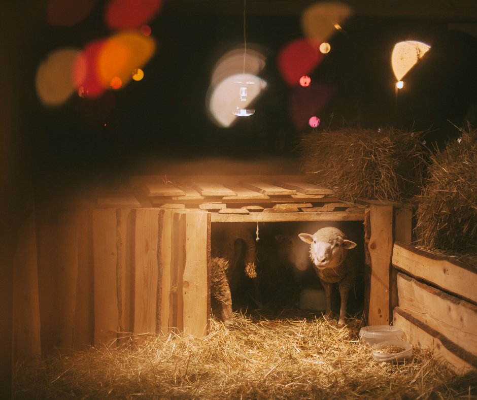 Live Animals for Nativity Scenes with The Animal People Lyon Ranch Sonoma County Bay Area