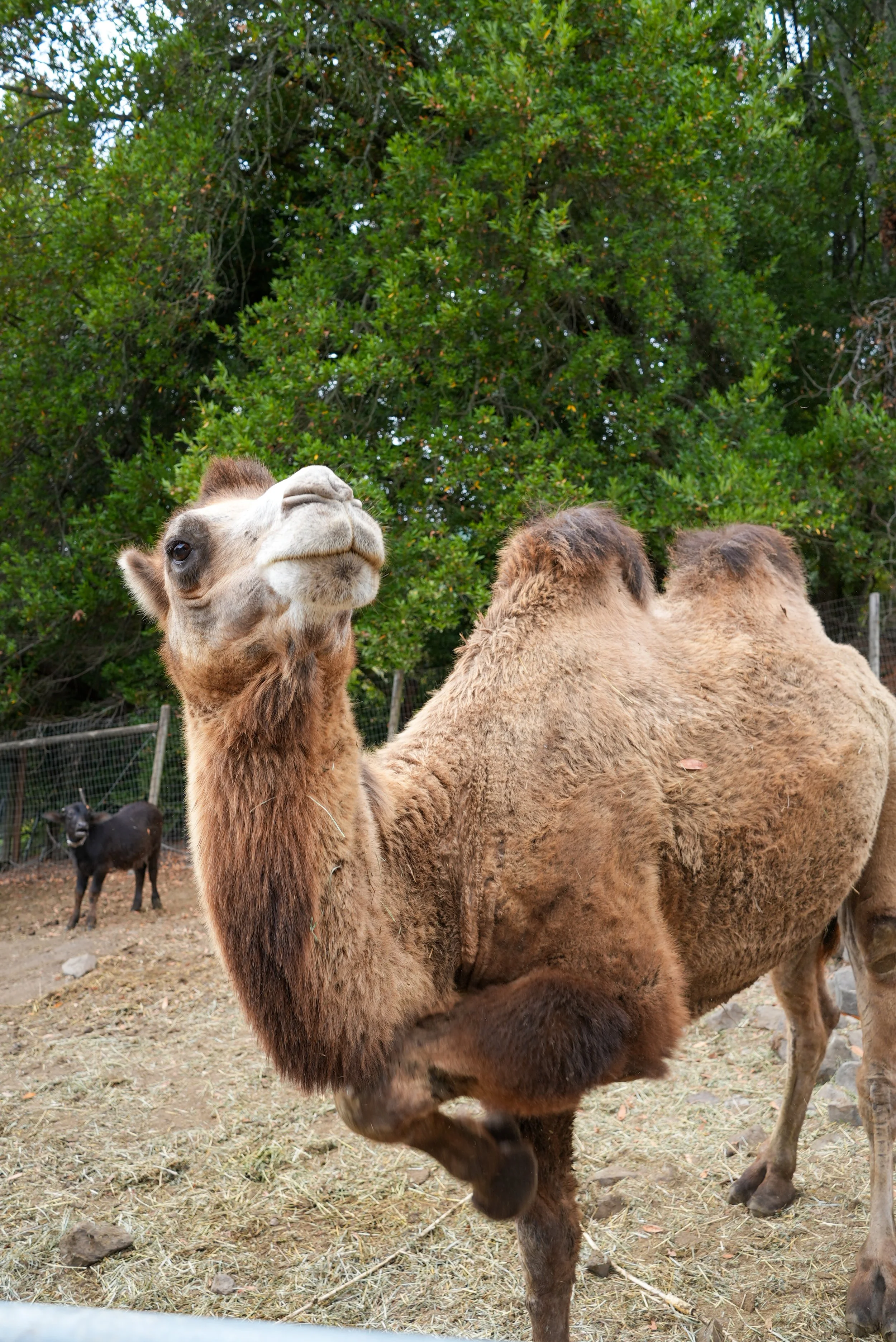 Camel Animal Encounters with The Animal People Lyon Ranch Sonoma County Bay Area