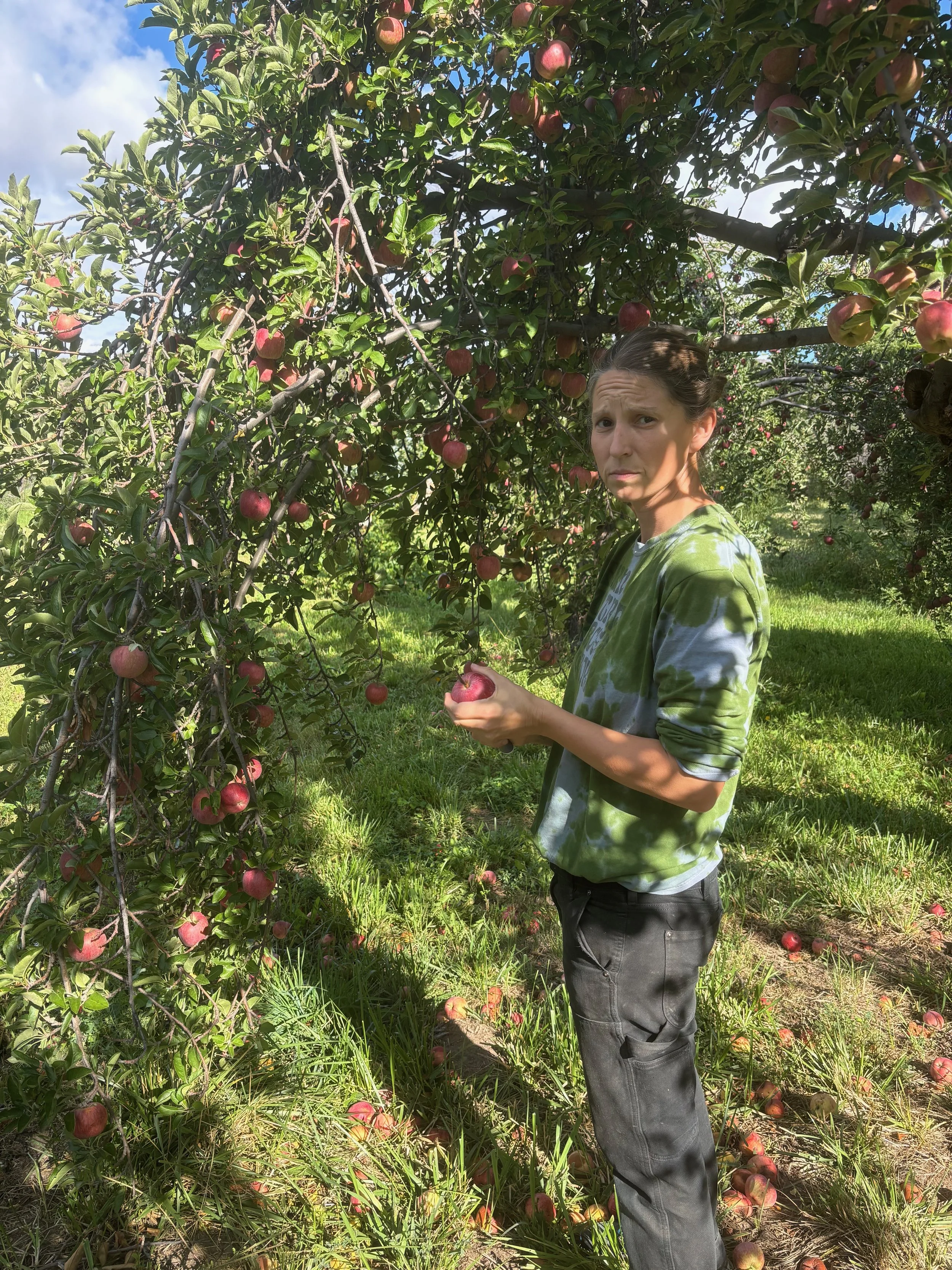 A woman wearing a green and gray tie-dye sweatshirt and gray pants standing among apple trees, holding a red apple, with more apples growing on the tree and on the ground around her.
