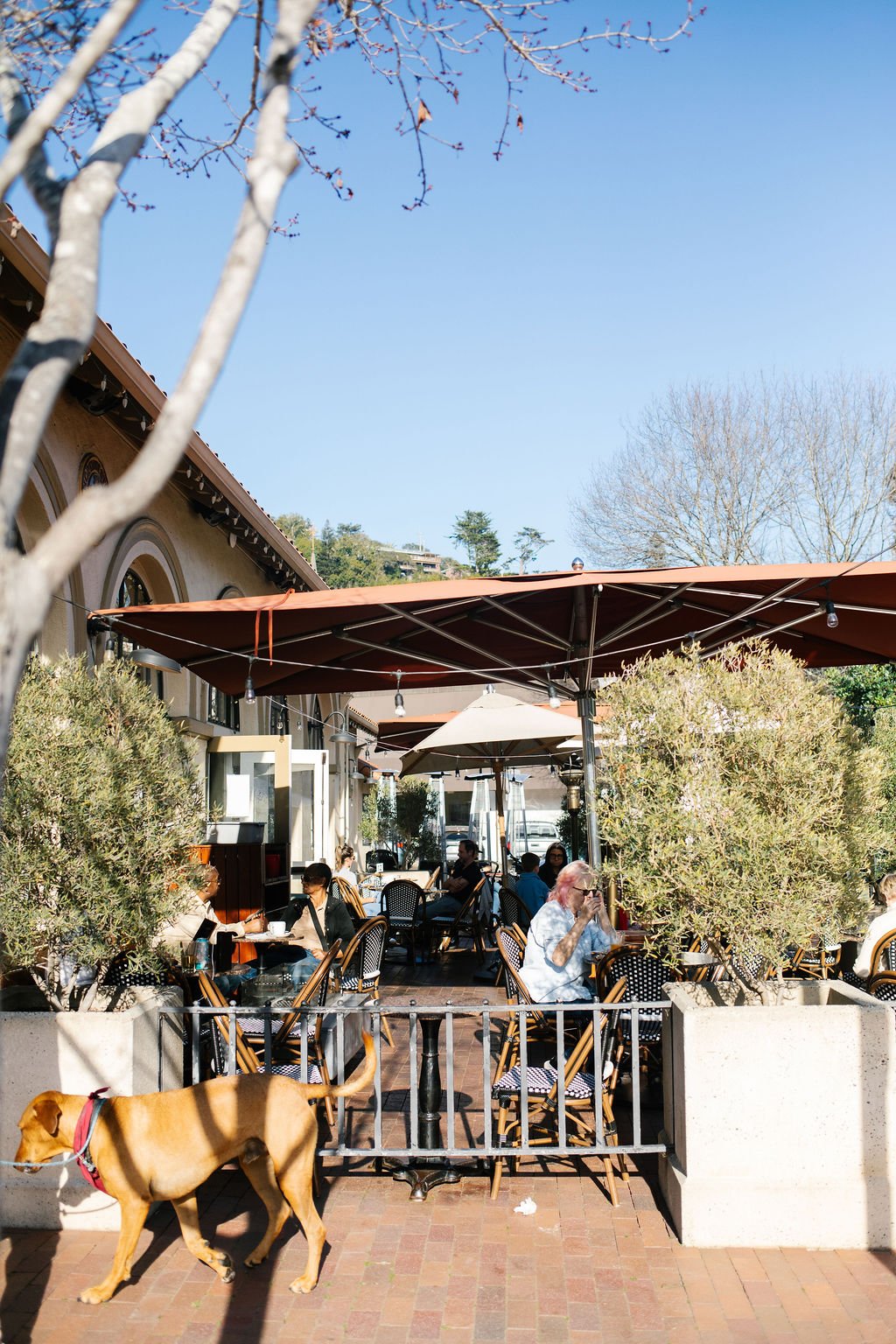 What's It Like to Live in Mill Valley