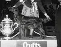 Un chien sur un podium avec une coupe et un trophée, en arrière-plan des personnes et des drapeaux.