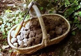 Panier en osier rempli de pommes de terre dans un jardin.