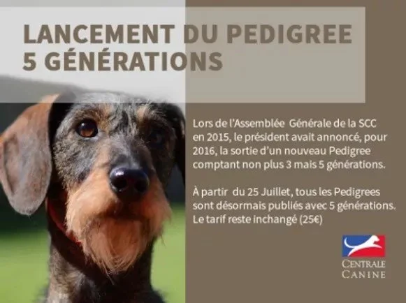 Annonce pour le lancement d'un pedigree de 5 générations pour des chiens, avec un portrait d'un chien de race, texte en français