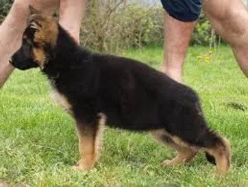 Un chiot berger allemand en position de profil sur l'herbe.