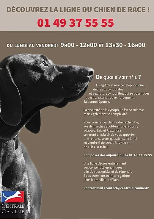 Affiche d'une ligne téléphonique dédiée aux questions sur les chiens de race Cynophile, avec une photo d'un chien noir et le numéro de contact 01 49 37 55 55.